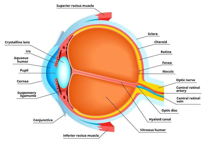 L'anatomie de l'oeil